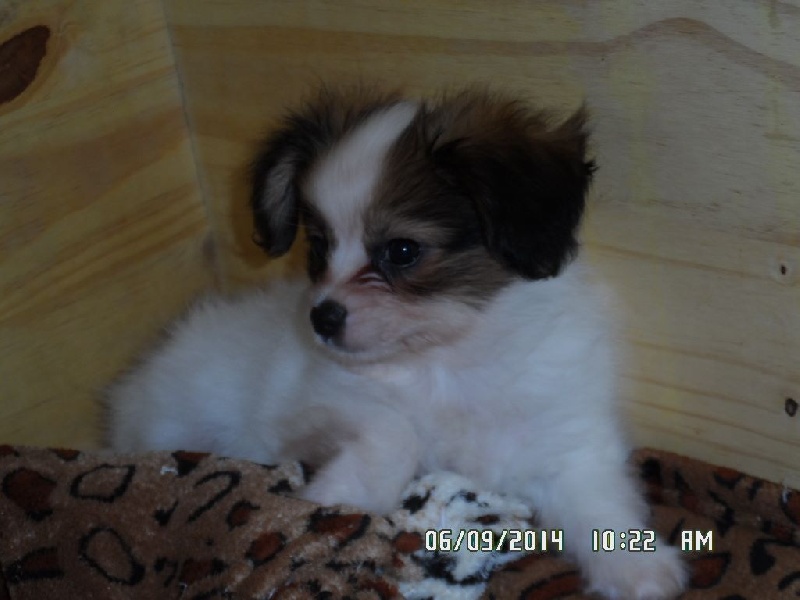 Jepp De La Vallée De La Py