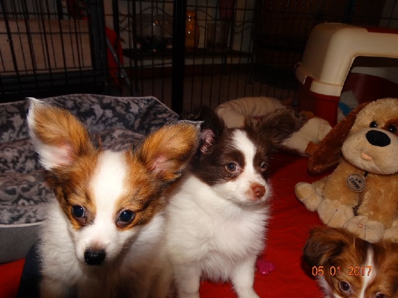 Mirabelle De La Vallée De La Py