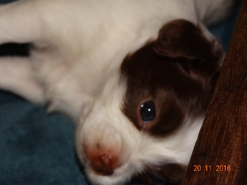 Mirabelle De La Vallée De La Py