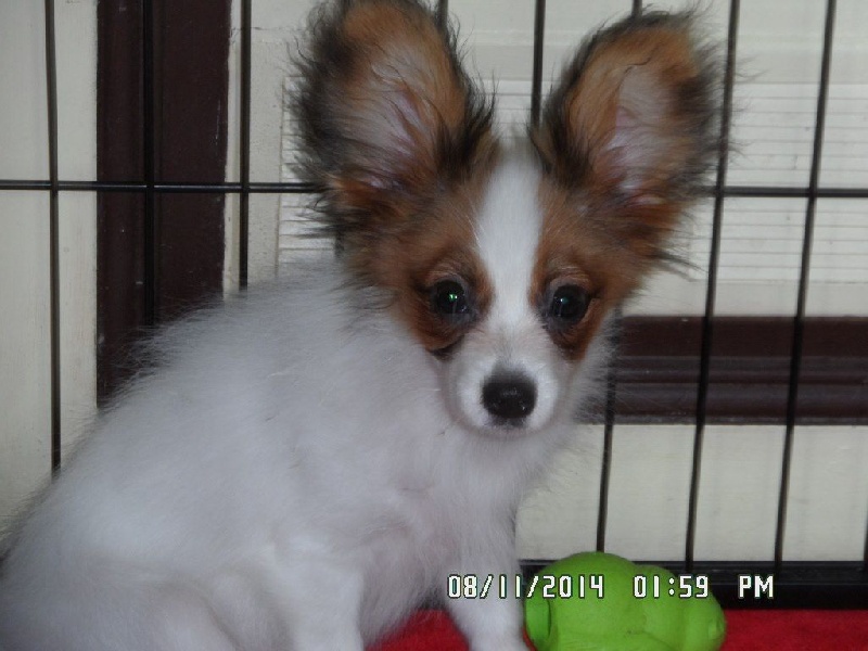 Jepp De La Vallée De La Py