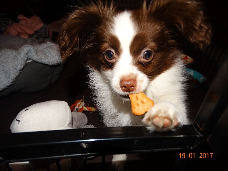 Mirabelle De La Vallée De La Py