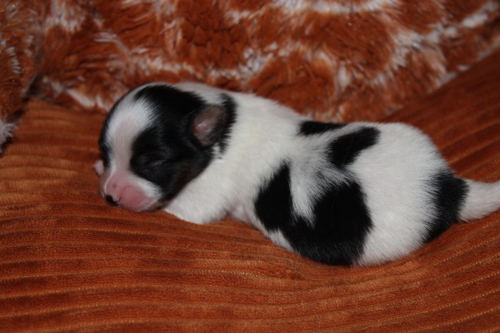 Ricky De La Vallée De La Py