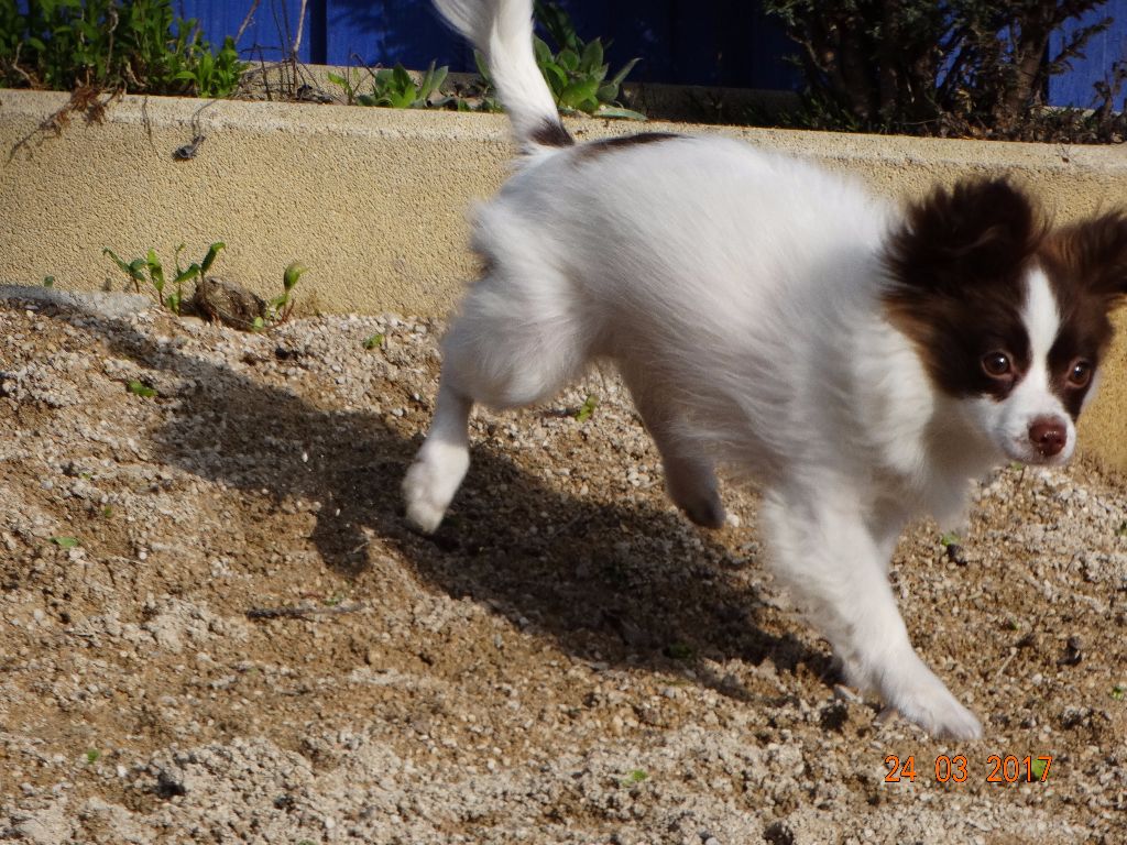 Mirabelle De La Vallée De La Py