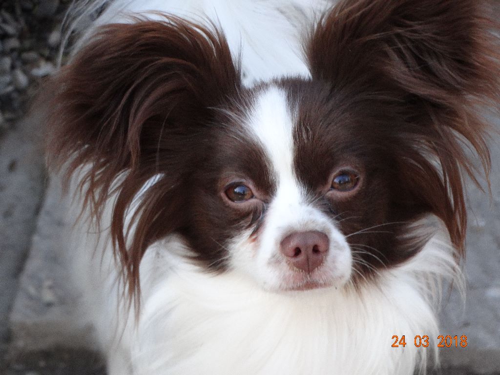 Mirabelle De La Vallée De La Py