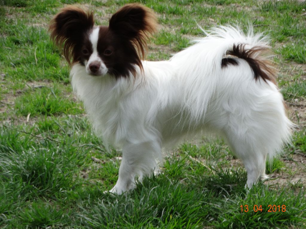 Mirabelle De La Vallée De La Py