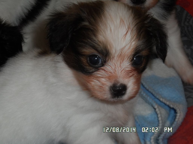 Jepp De La Vallée De La Py