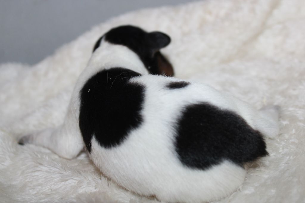 Publication : De La Vallée De La Py