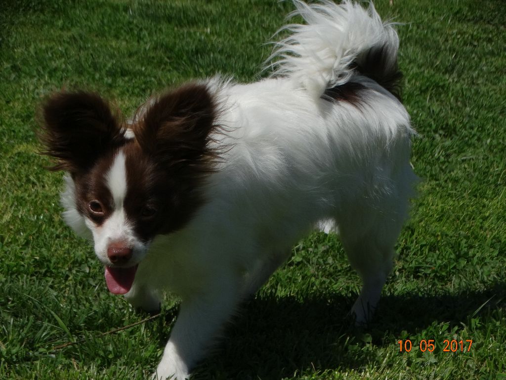 Mirabelle De La Vallée De La Py