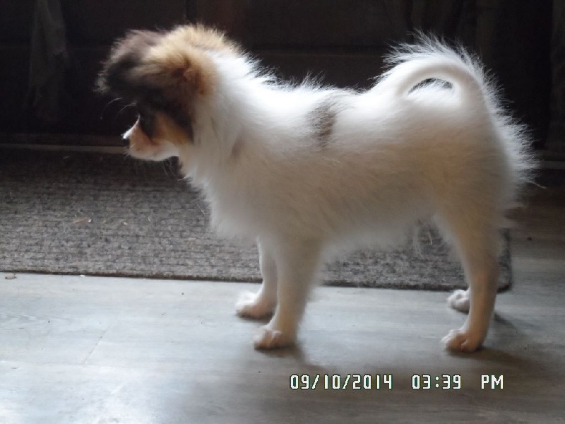 Jepp De La Vallée De La Py