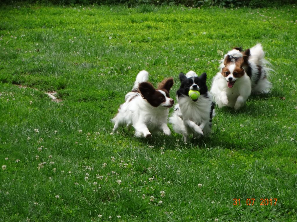 Mirabelle De La Vallée De La Py