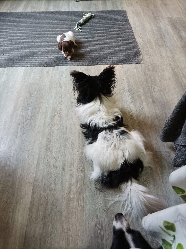 Toto De La Vallée De La Py