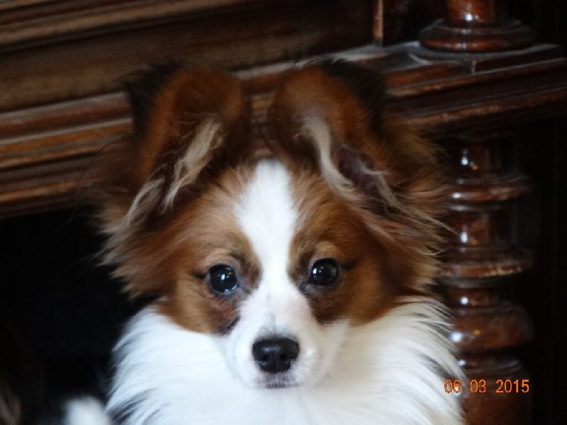 Jepp De La Vallée De La Py