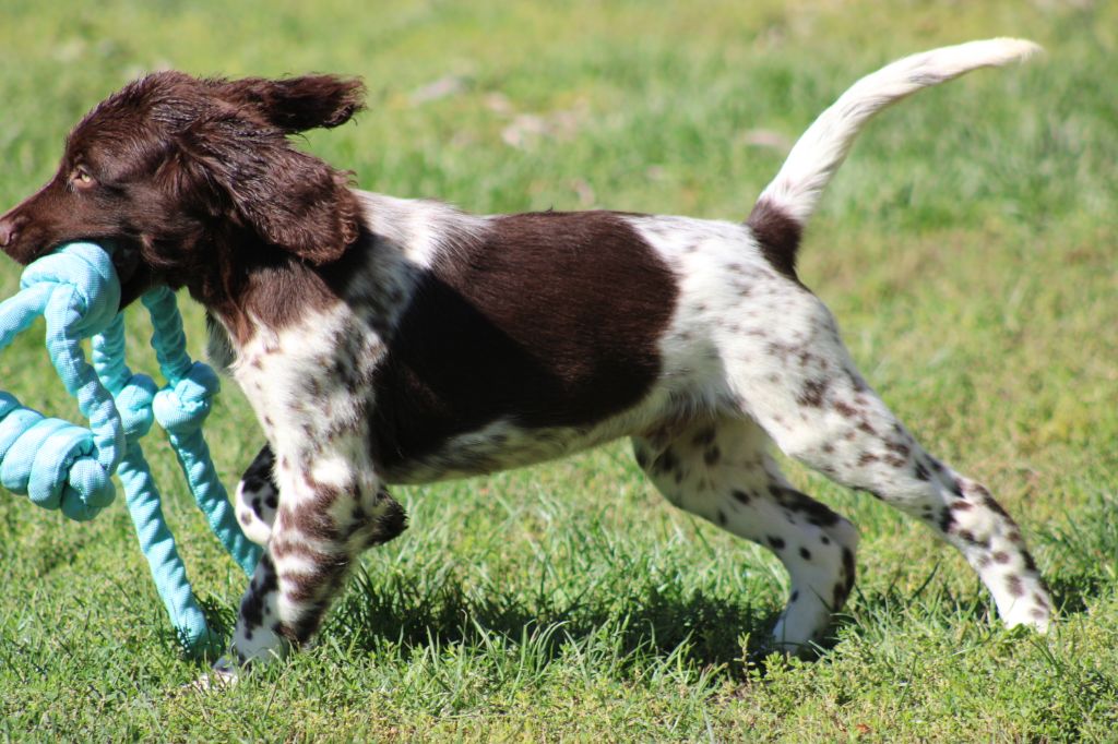 Alpha De La Vallée De La Py