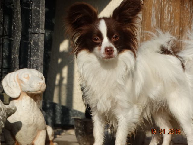 Mirabelle De La Vallée De La Py