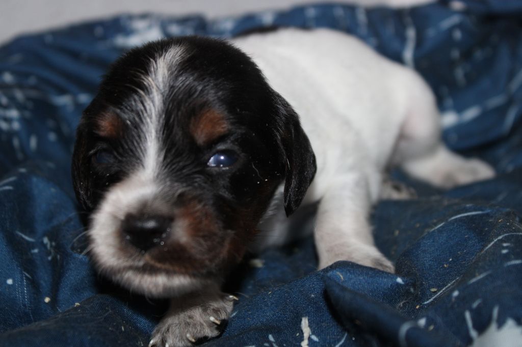 Publication : De La Vallée De La Py