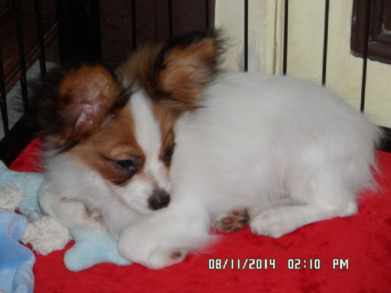 Jepp De La Vallée De La Py