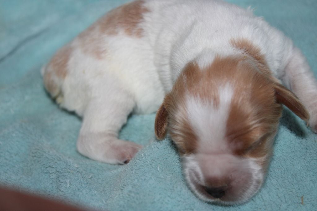 Artus De La Vallée De La Py