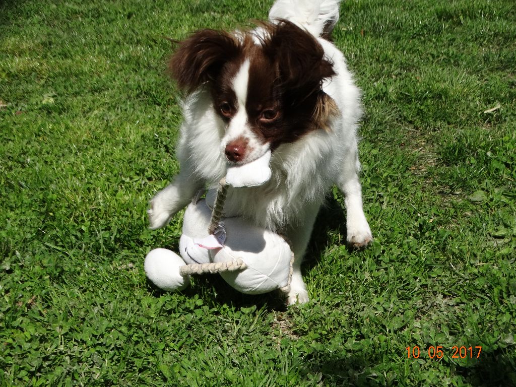Mirabelle De La Vallée De La Py
