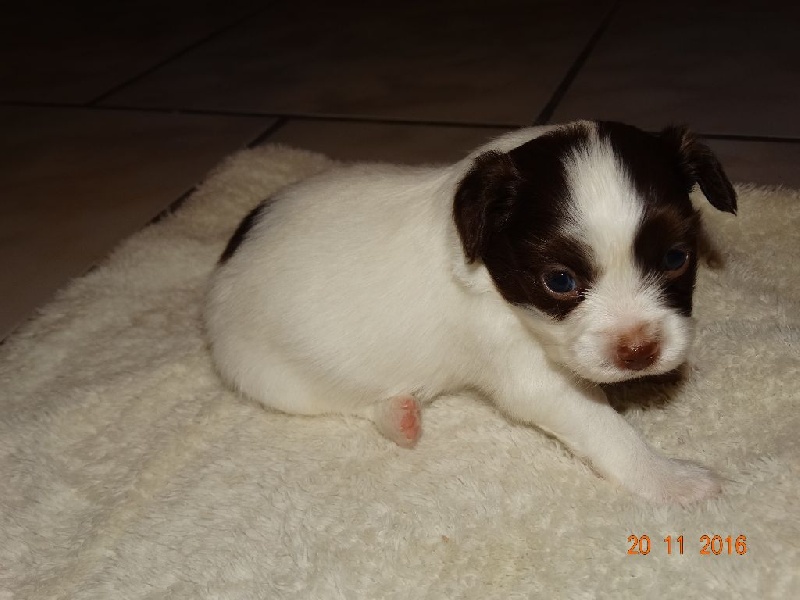 Mirabelle De La Vallée De La Py