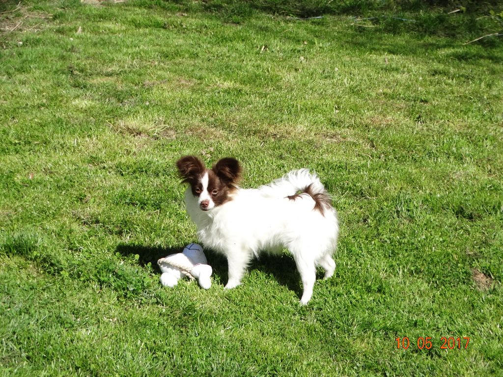 Mirabelle De La Vallée De La Py