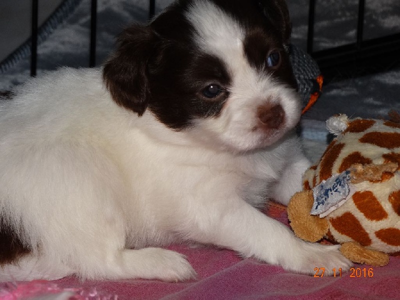 Mirabelle De La Vallée De La Py