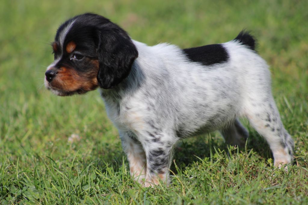 Publication : De La Vallée De La Py