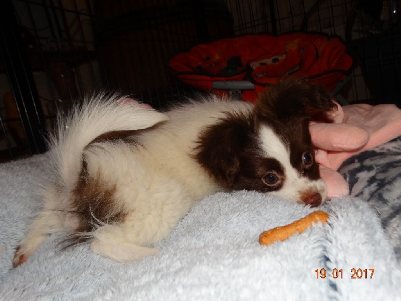 Mirabelle De La Vallée De La Py