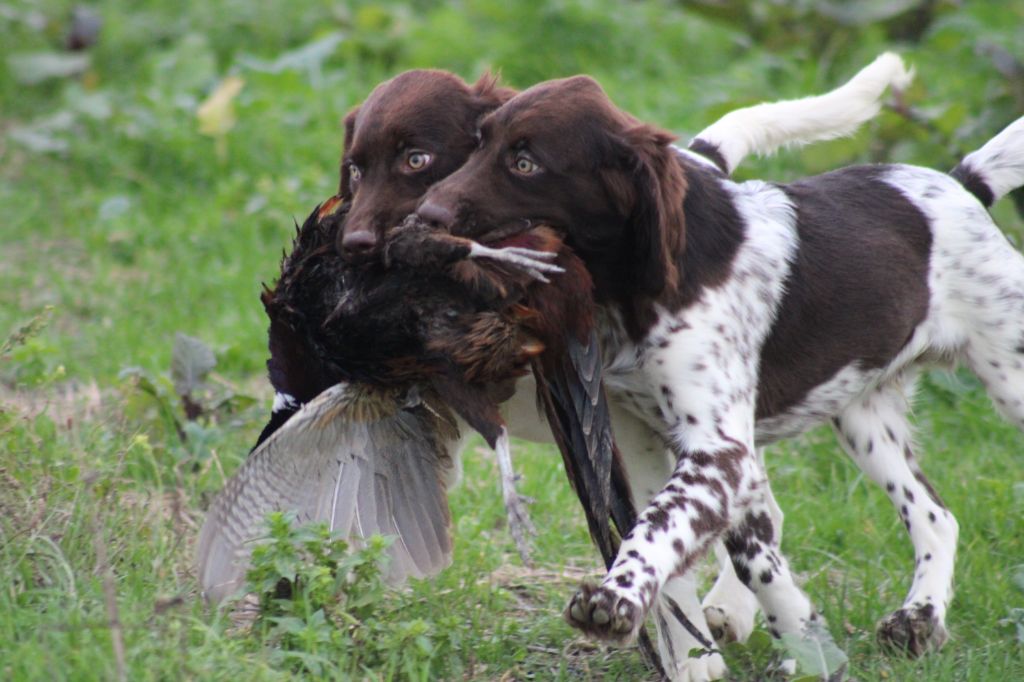 Alpha De La Vallée De La Py