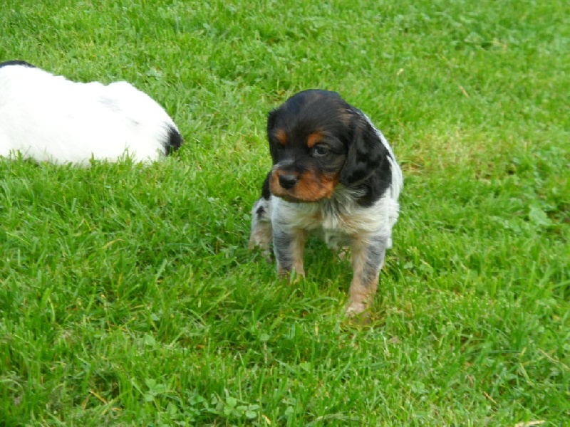 Harper De La Vallée De La Py