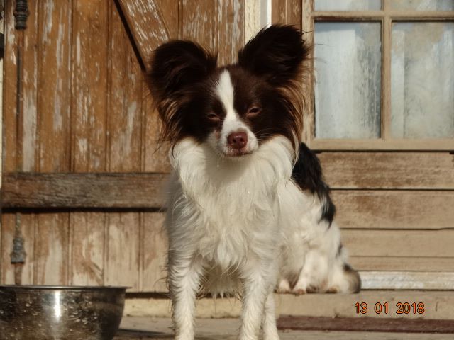 Mirabelle De La Vallée De La Py