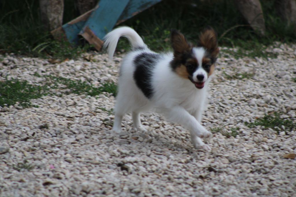 Ricky De La Vallée De La Py