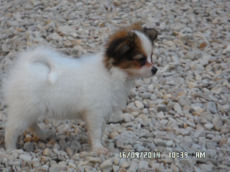 Jepp De La Vallée De La Py