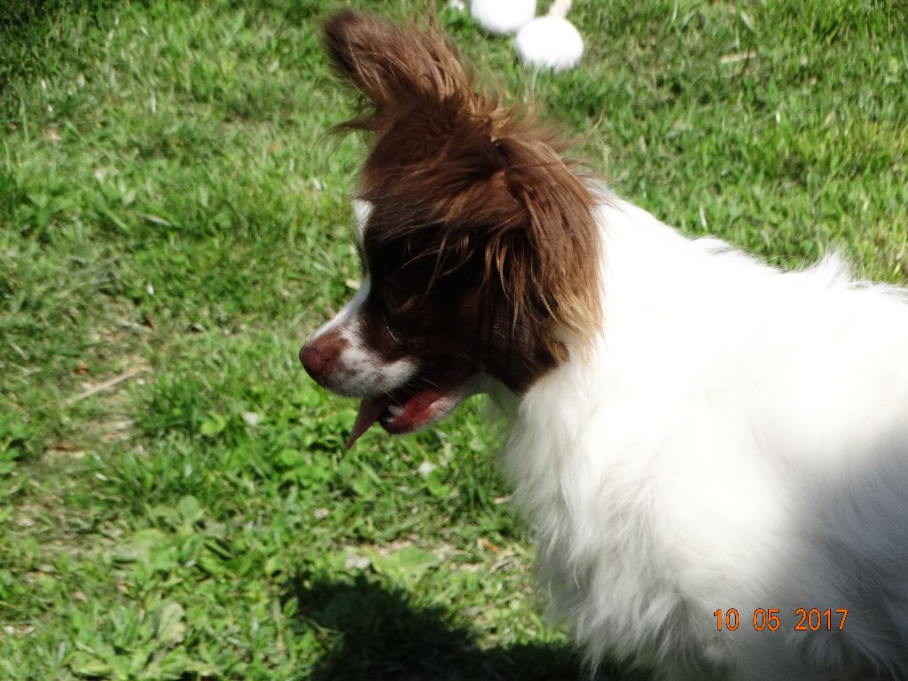 Mirabelle De La Vallée De La Py