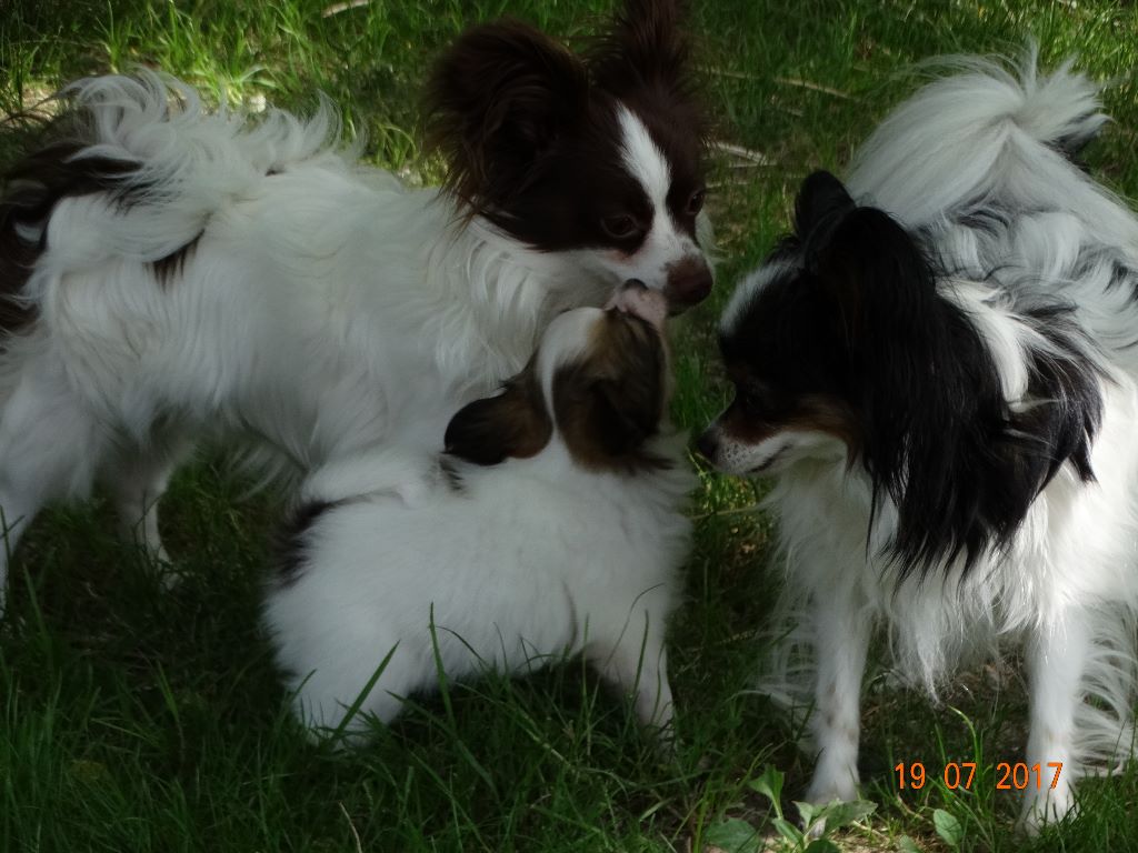 Mirabelle De La Vallée De La Py