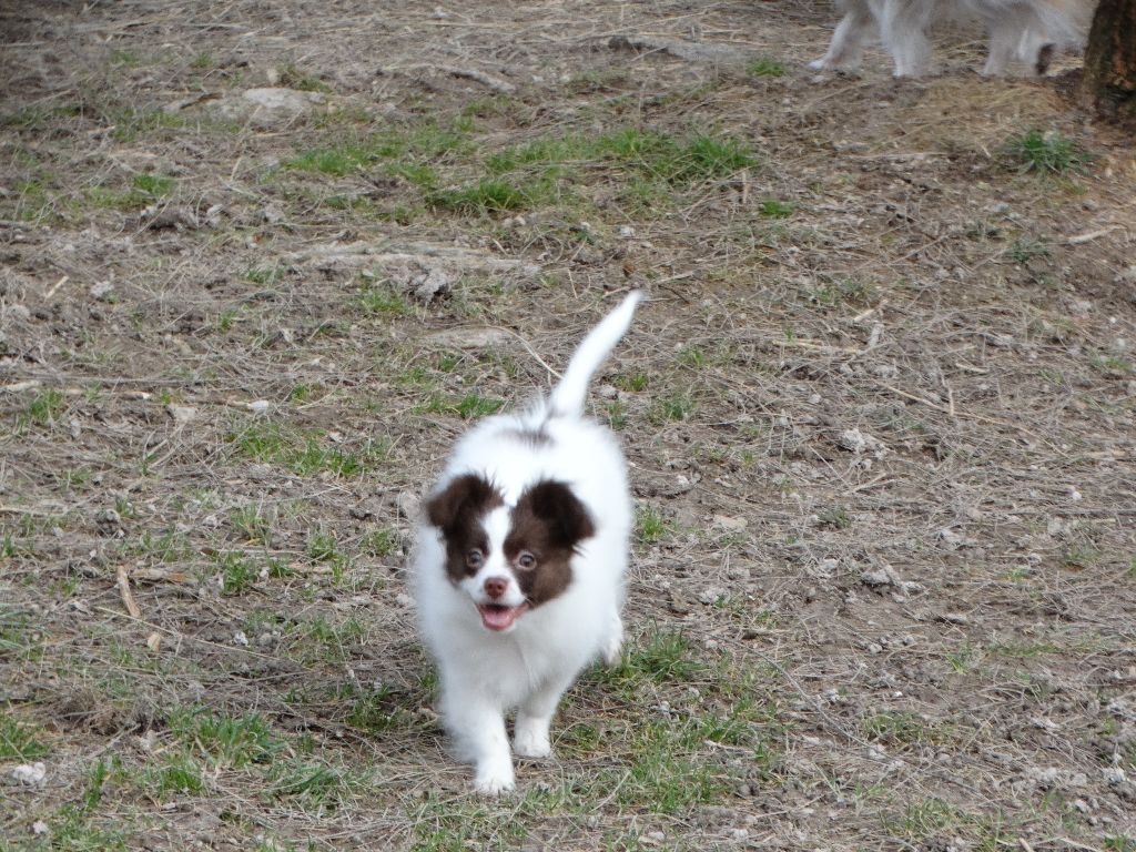 Mirabelle De La Vallée De La Py