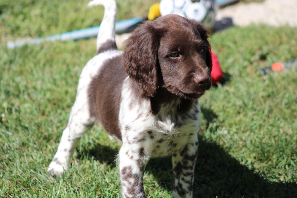 Alpha De La Vallée De La Py