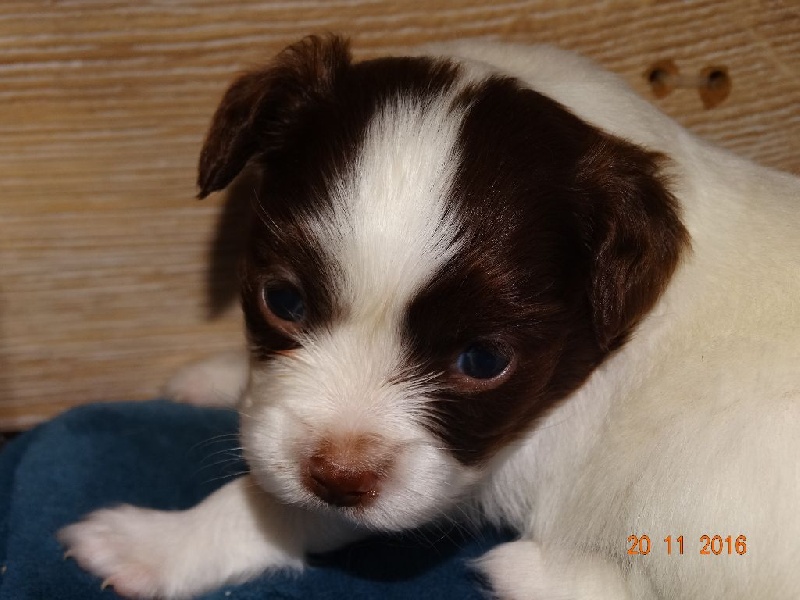 Mirabelle De La Vallée De La Py