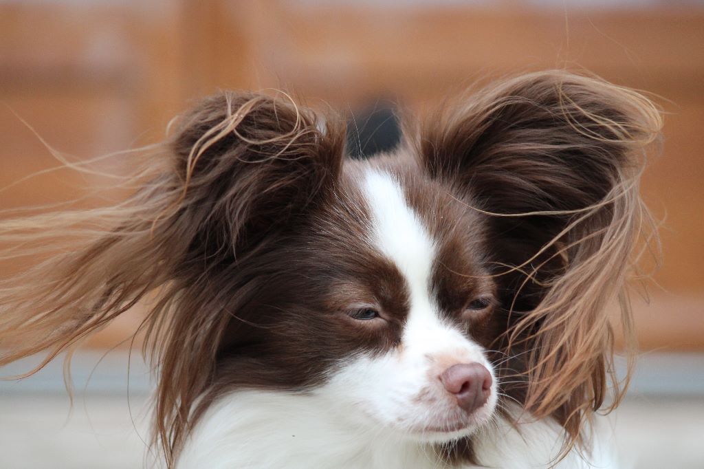 Mirabelle De La Vallée De La Py