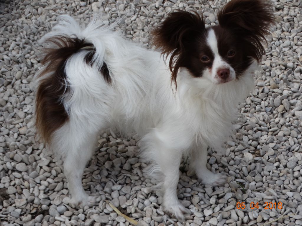 Mirabelle De La Vallée De La Py