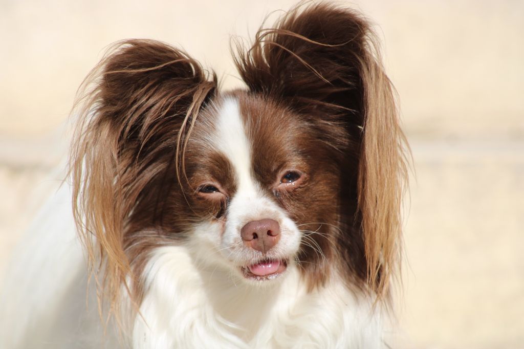 Mirabelle De La Vallée De La Py