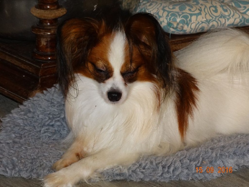 Jepp De La Vallée De La Py