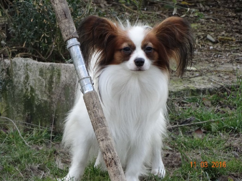 Jepp De La Vallée De La Py