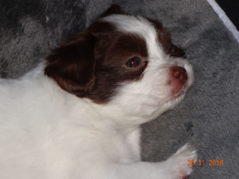 Mirabelle De La Vallée De La Py