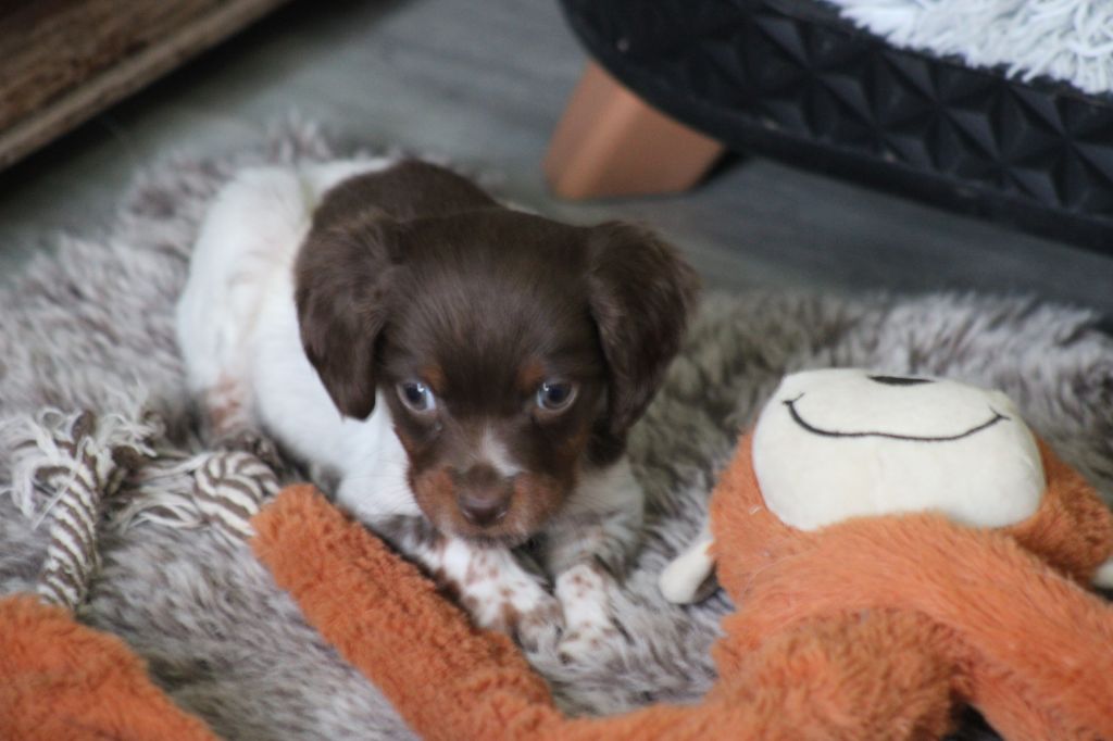 Toto De La Vallée De La Py