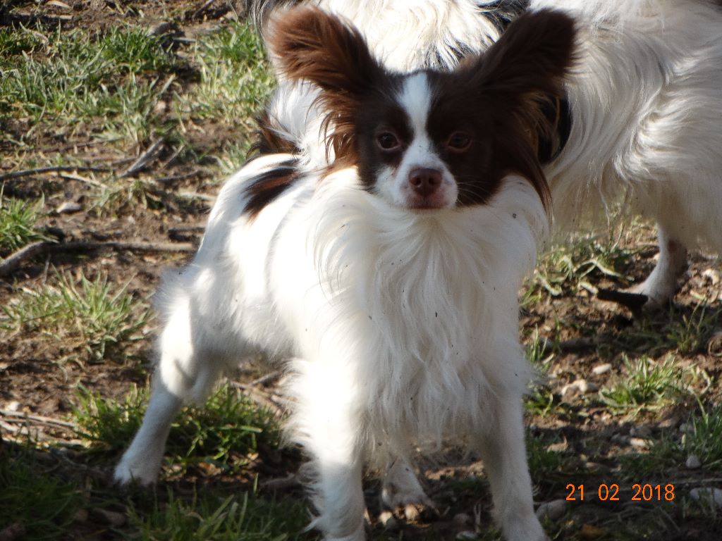 Mirabelle De La Vallée De La Py