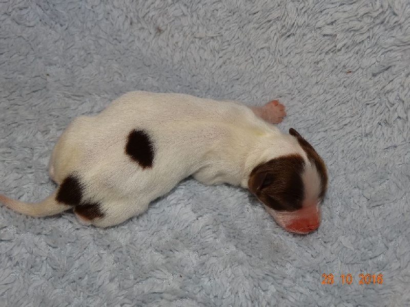 Mirabelle De La Vallée De La Py