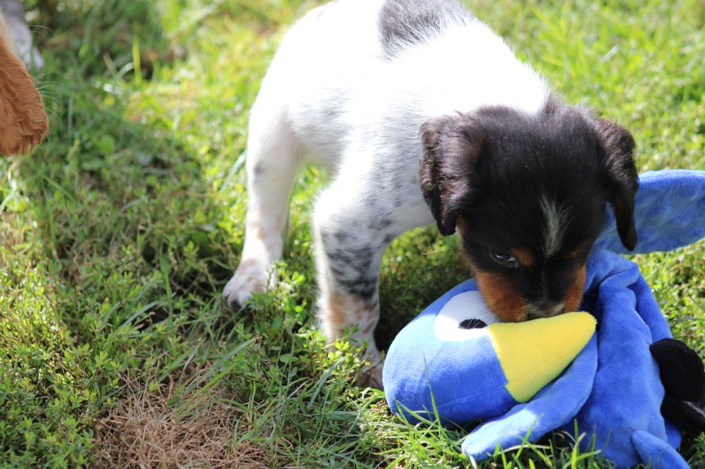 Publication : De La Vallée De La Py