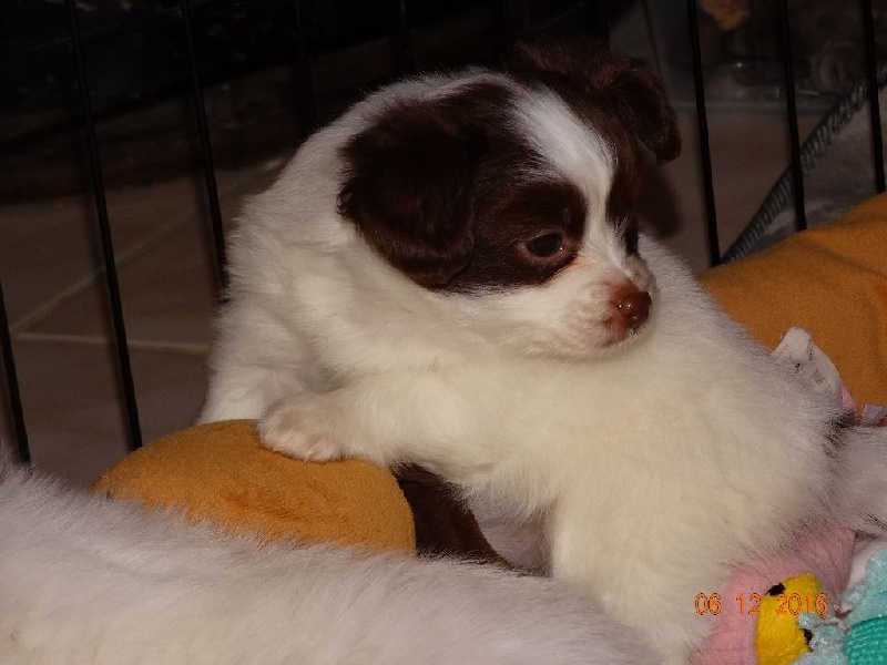 Mirabelle De La Vallée De La Py