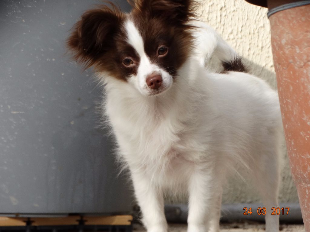 Mirabelle De La Vallée De La Py