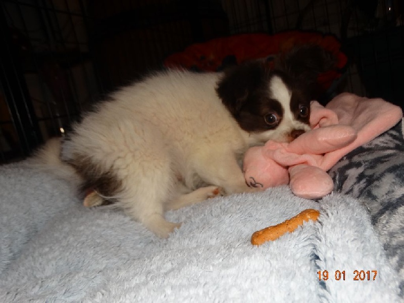 Mirabelle De La Vallée De La Py